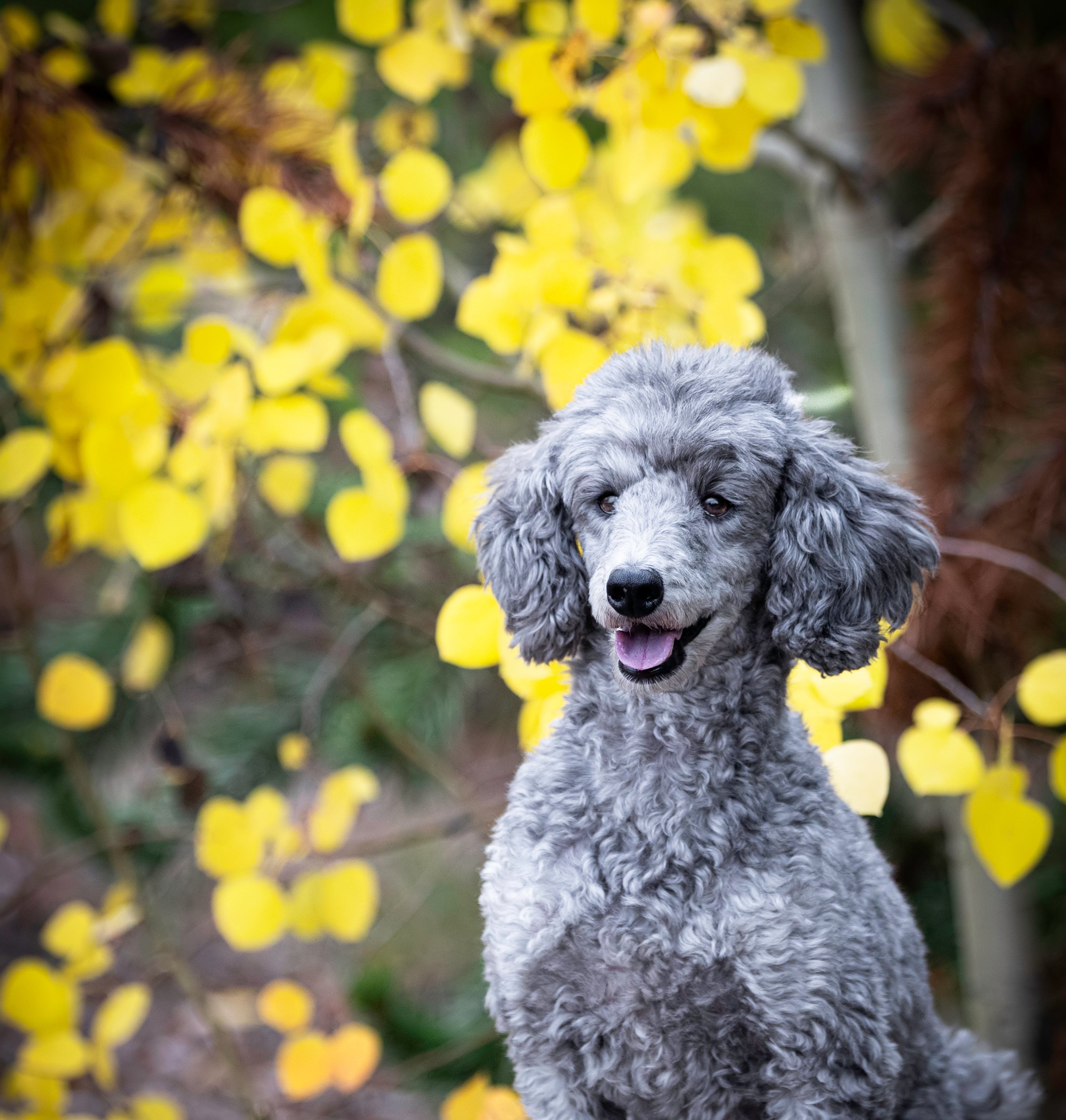Gray poodle sitting in front of yellow leafed trees