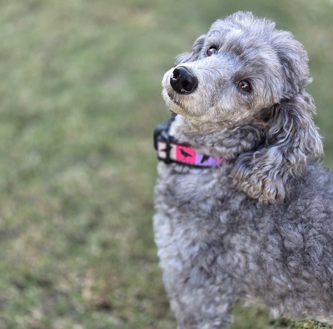 Pastel ravens dog collar 1 inch