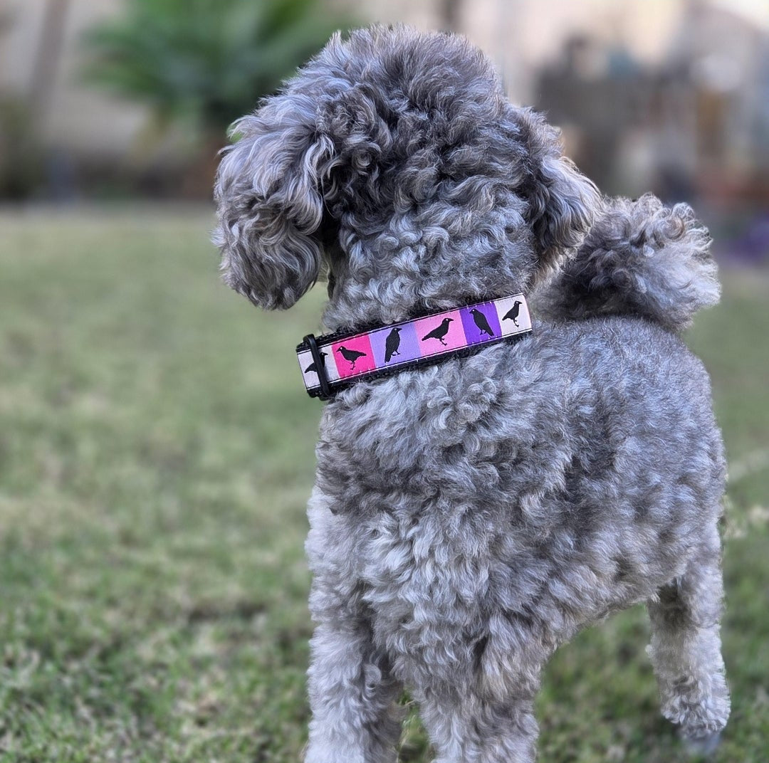 Pastel ravens dog collar 1 inch